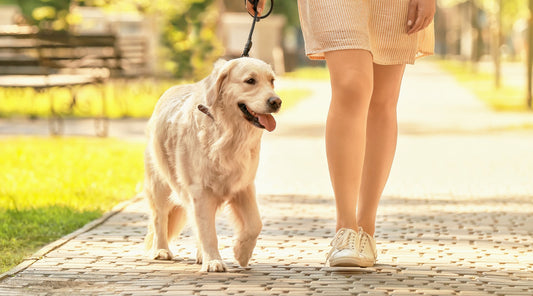 Frau geht mit Golden Retriever im Park spazieren