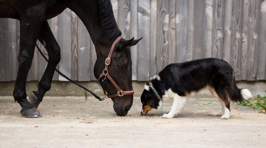 Hund und Pferd fressen gemeinsam vom Boden vor Holzwand