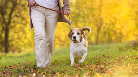 Spaziergang mit einem Beagle-Hund im herbstlichen Park