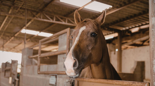 Pferd schaut aus Stallbox in Reitstall