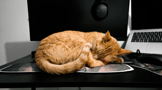 Katze schläft auf Schreibtisch neben Laptop