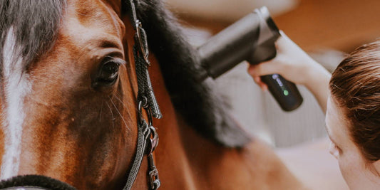 Massagepistole für Pferde: Ein Interview mit Pferdetherapeutin Andrea Küster