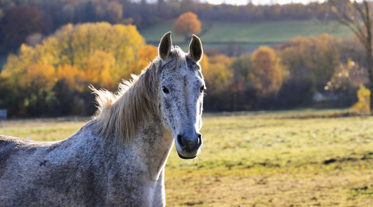 Graues Pferd steht auf Wiese mit Herbstlandschaft