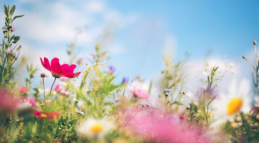 Blühende Wildblumenwiese im Frühling